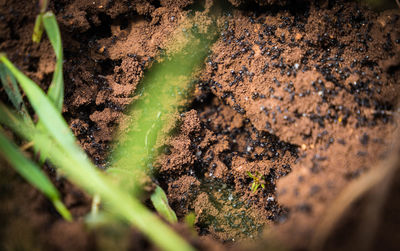 Close-up of moss growing on tree trunk