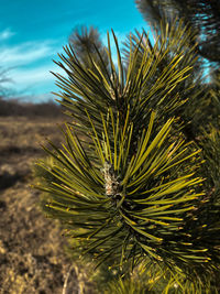 Close-up of pine tree