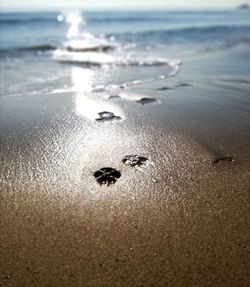 High angle view of crab on beach