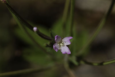 Close-up of purple flowering plant