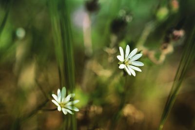 Close-up of white flowering plant on field