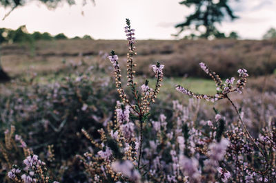 Close-up of purple flowering plants on field