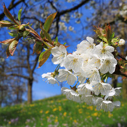 Close-up of cherry blossoms in spring