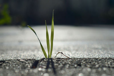 Close-up of small plant growing outdoors