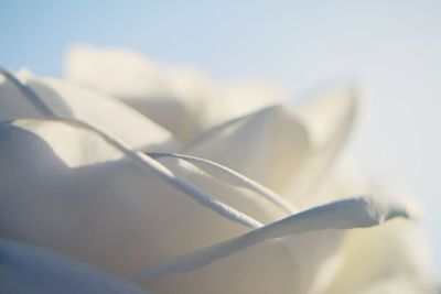 Close-up of flower against blurred background