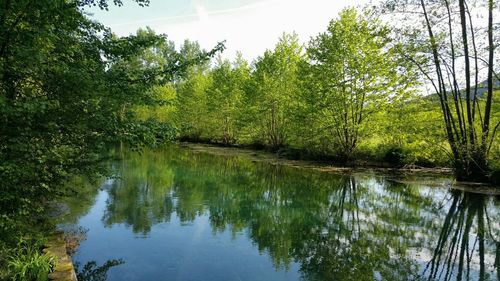 Scenic view of lake in forest