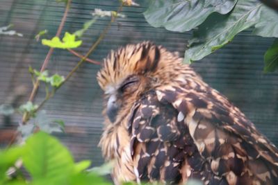 Close-up of a bird in a zoo