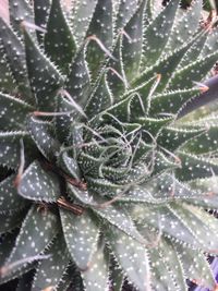 Full frame shot of cactus plant