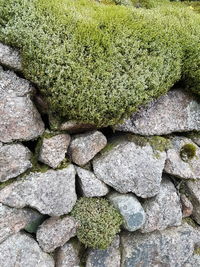 Close-up of grass