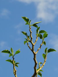 Low angle view of plant against sky