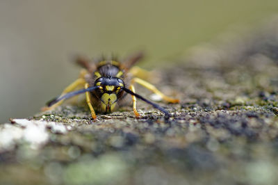 Frontview of a wasp