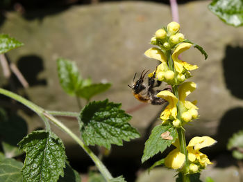 Close-up of bee pollinating on flower