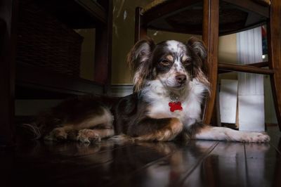 Portrait of dog sitting at home