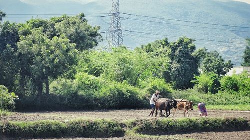 Cow grazing on field