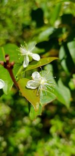 Close-up of white flowering plant