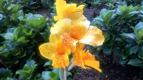 Close-up of yellow flowers blooming outdoors