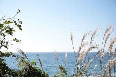 Scenic view of sea against clear sky