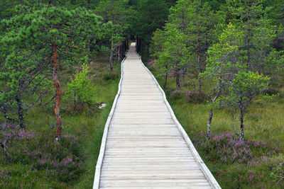 Wooden footbridge amidst trees in forest