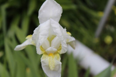 Close-up of white flowers blooming outdoors