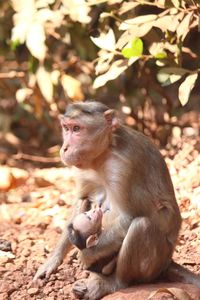 Monkeys sitting outdoors