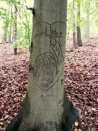 Close-up of tree trunk in forest