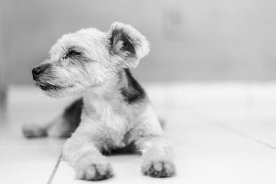 Close-up of a dog looking away