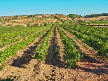 Scenic view of vineyard against sky
