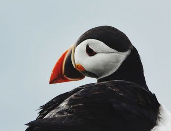 Close-up of a puffin 