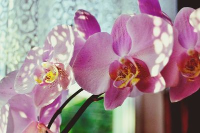 Close-up of pink orchids