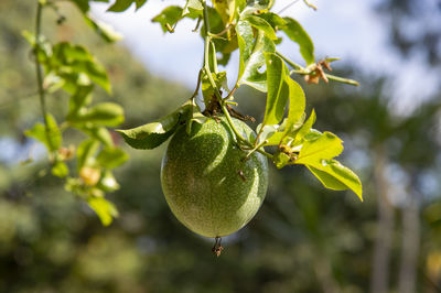 Passion fruit or passiflora edulis, common passion fruit, jambhool, in the orchard isolated
