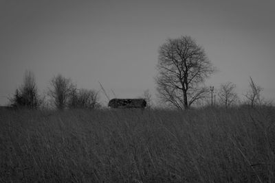 Bare trees on field against clear sky