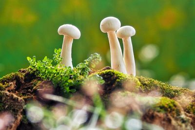 Close-up of mushrooms growing on land