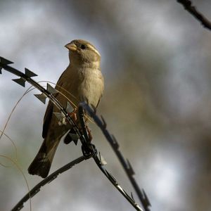 Low angle view of bird perching on branch