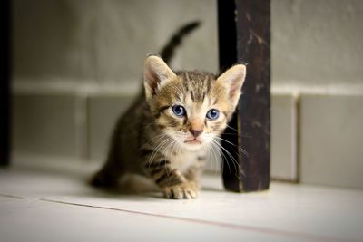 Close-up portrait of cat