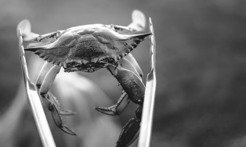 Close-up of crab in serving tongs