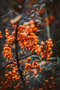 Close-up of orange berries on tree