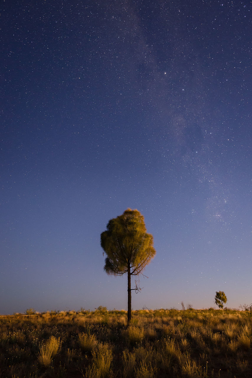 SCENIC VIEW OF TREES ON FIELD AGAINST SKY AT NIGHT