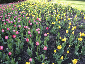 Close-up of tulip flowers on field