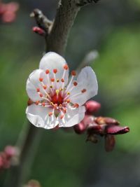 Close-up of cherry blossom