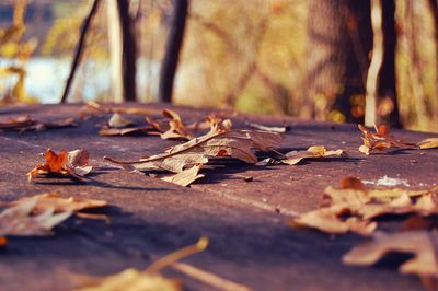 Close-up of fallen maple leaves