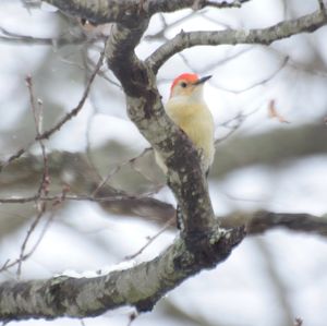 Close-up of bird perching on tree