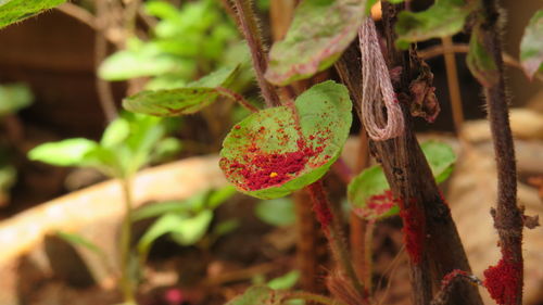 Close-up of fruit growing on plant