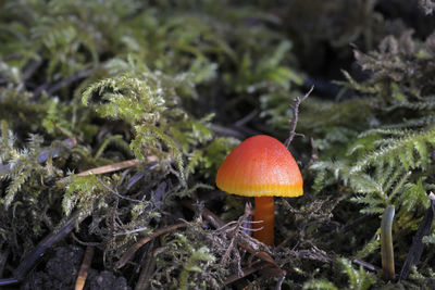 Small bright red mushroom coming up through moss