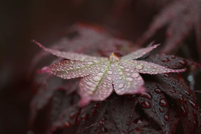 Close-up of raindrops on maple leaves