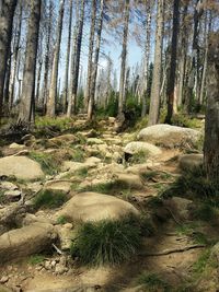 View of trees in forest