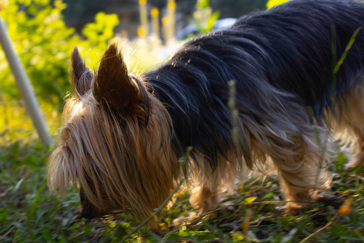 CLOSE-UP OF A DOG ON THE FIELD