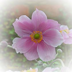 Close-up of pink flower