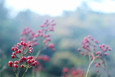 Close-up of red flowers