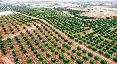 Crop in field