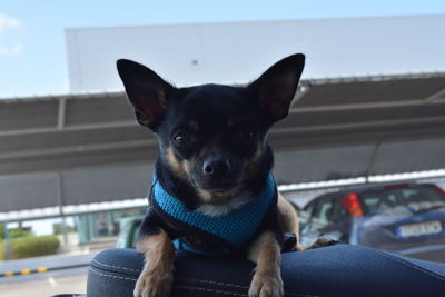 Close-up portrait of dog